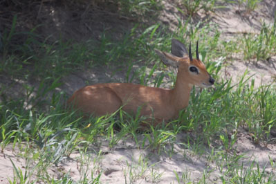 Antelope in CKGR