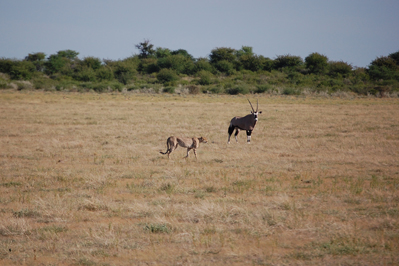 Cheetah in CKGR