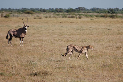 Cheetah in CKGR
