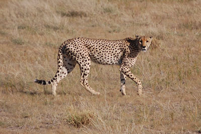 Cheetah in CKGR