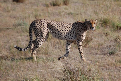 Cheetah in CKGR