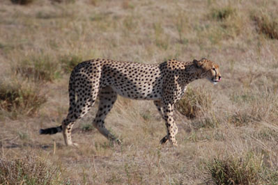 Cheetah in CKGR