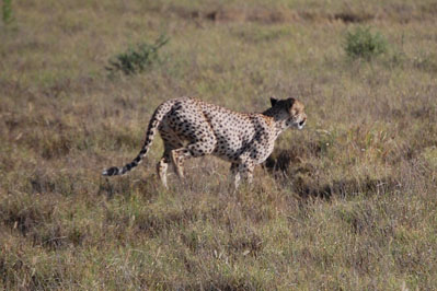 Cheetah in CKGR