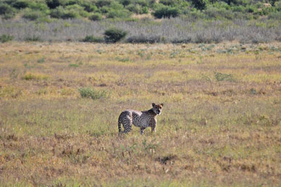 Cheetah in CKGR