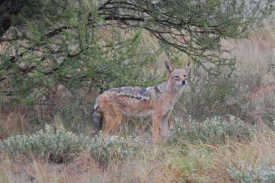 Jackal in CKGR