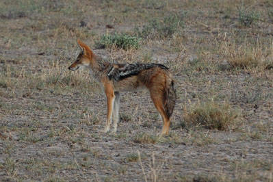 Jackal in CKGR