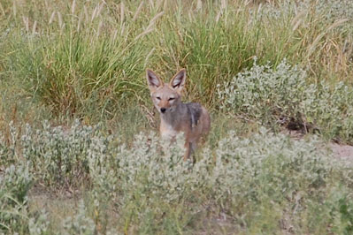 Jackal in CKGR