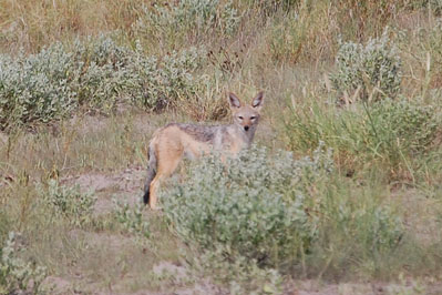Jackal in CKGR