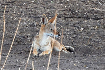 Jackal in CKGR