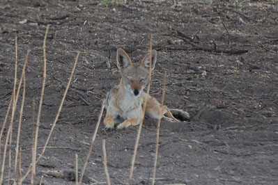 Jackal in CKGR