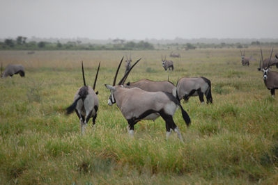 Oryx in CKGR