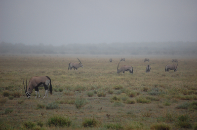 Oryx in CKGR