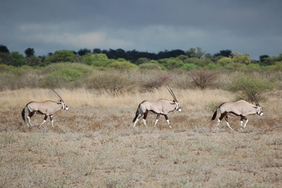 Oryx in CKGR
