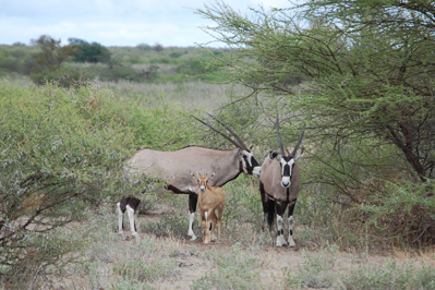 Oryx in CKGR