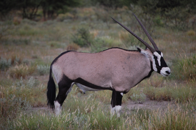 Oryx in CKGR