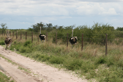 Safari Car Sally