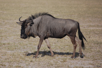 Wild Beast in CKGR