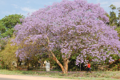 Flowers in Botswana