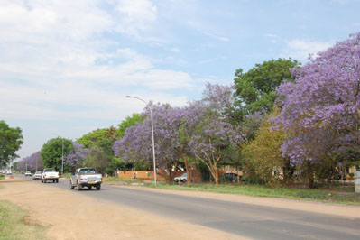 Flowers in Botswana