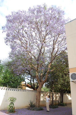 Flowers in Botswana
