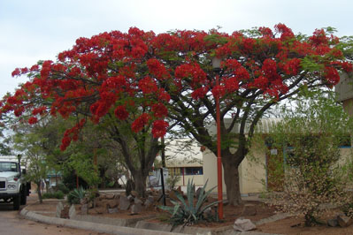 Flowers in Botswana