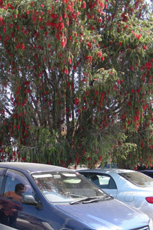 Flowers in Botswana