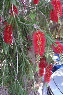 Flowers in Botswana