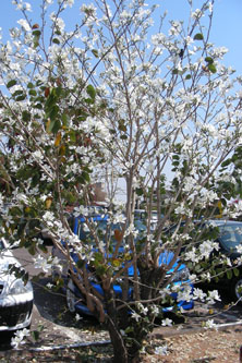 Flowers in Botswana