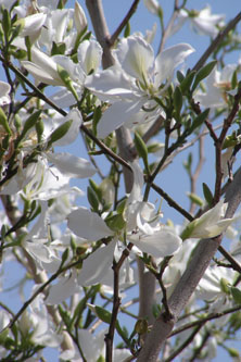 Flowers in Botswana