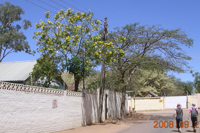 Flowers in Botswana