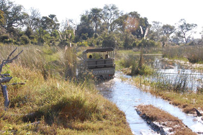 Game Drive in Okavango