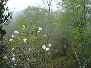 �K�X�ɂ܂ꂽ
�u�i�̐V�΂�
���܂�Ȃ��B