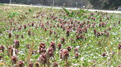 ヒメオドリコソウ