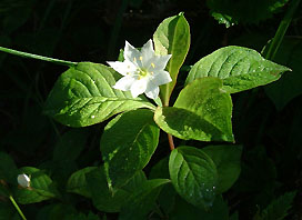 �c�}�g���\�E