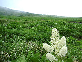 コバイケイソウ