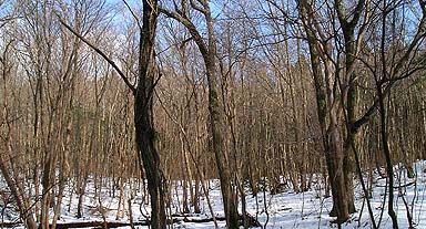 白い床の林にて