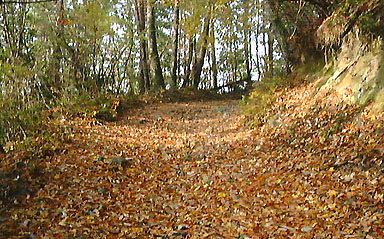 落ち葉の林道