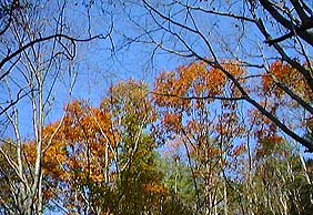 ������R�[�X�̉��t