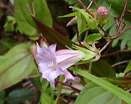 �c�������h�E