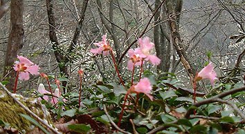 �C���E�`��