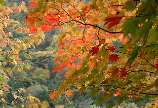 紅葉の窓