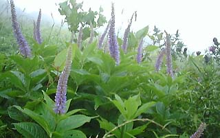 �N�K�C�\�E