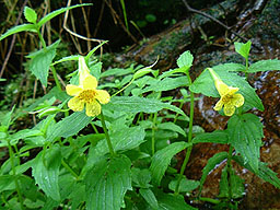 �I�I�o�~�]�z�I�Y�L