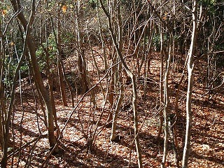 �V�Ԕ����̔w