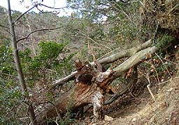 倒木