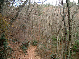 冬枯れの落ち葉径