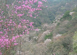 「遠見の道」から桜の谷