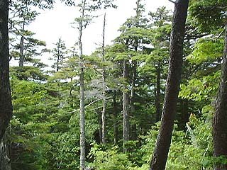 7合目付近の森