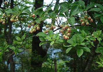 サラサドウダン