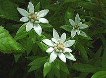 ミネウスユキソウ